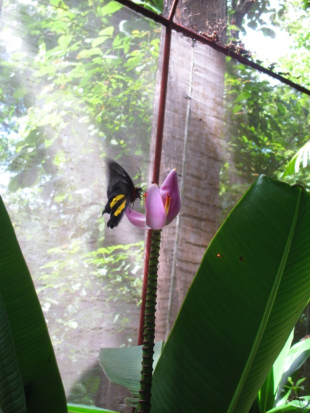 butterfly haven 7